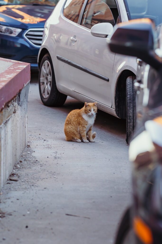 Cat at senior session in West Bottoms KC
