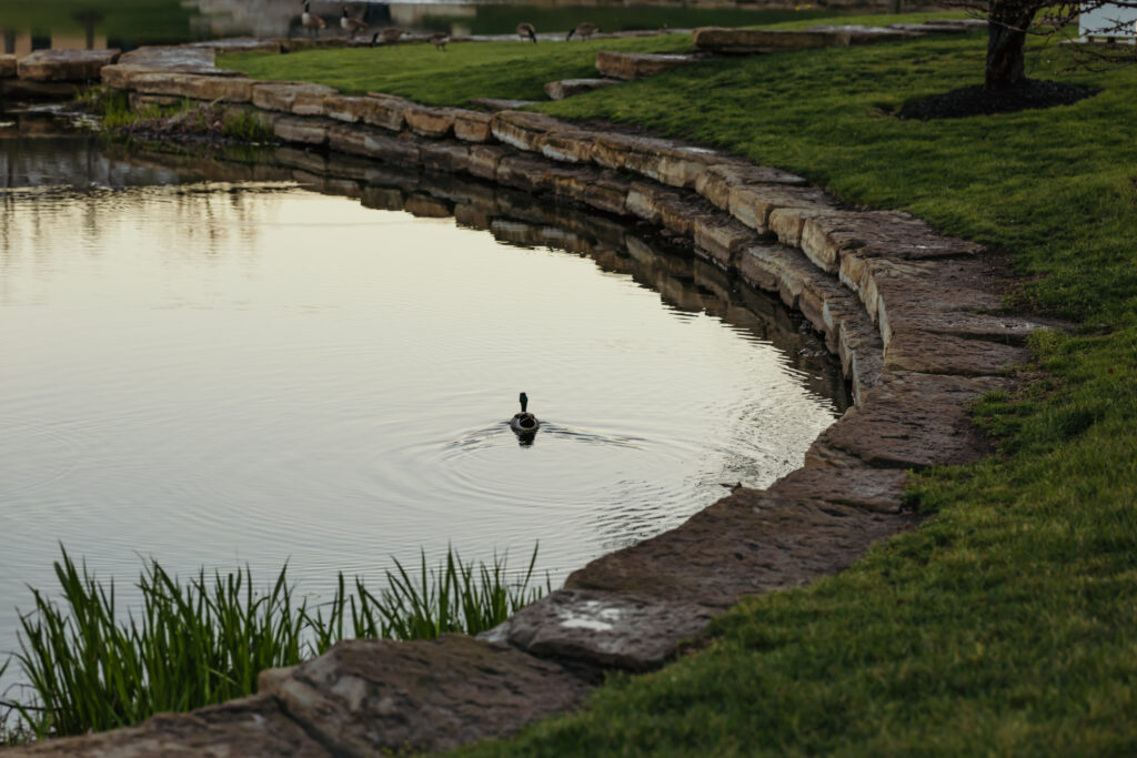 Duck wildlife at Kauffman Legacy Park Kansas City senior session